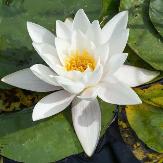 DryPacked White Pond Lily WPK530 Nymphaea White