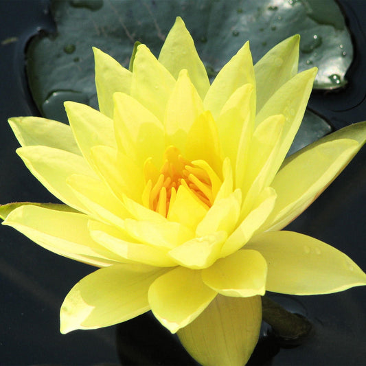 Nymphaea Chromatella - Yellow Pond Lily - Single Dry Pack - Image 1