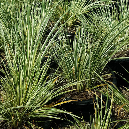 Potted Pond Plant WPK005 Variegated Slender Sweet Flag Acorus Gramineus Variegatus