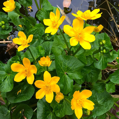 Potted Pond Plant WPK021 Marsh Marigold Caltha Palustris Picture 1
