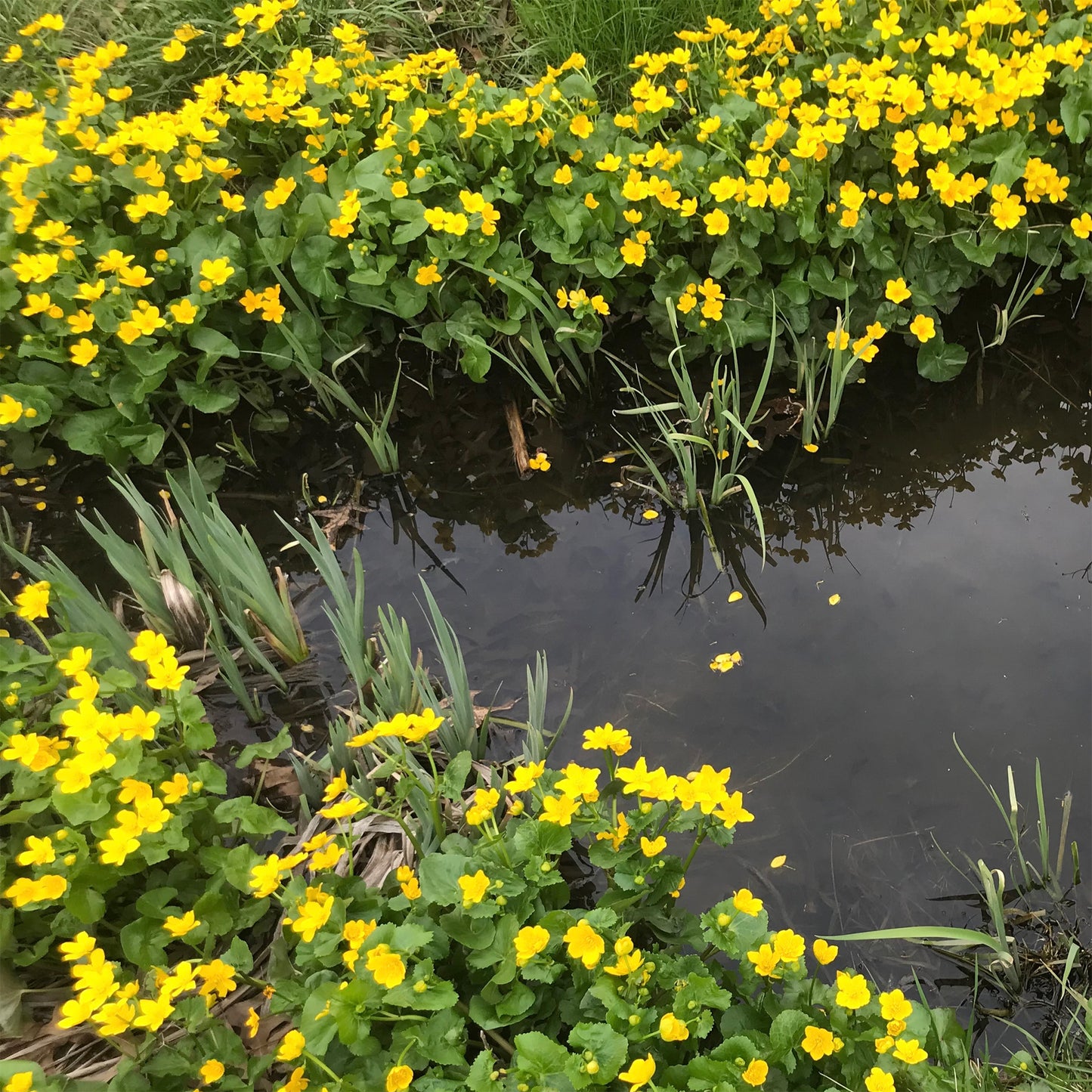 Potted Pond Plant WPK021 Marsh Marigold Caltha Palustris Picture 2