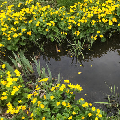 Potted Pond Plant WPK021 Marsh Marigold Caltha Palustris Picture 2
