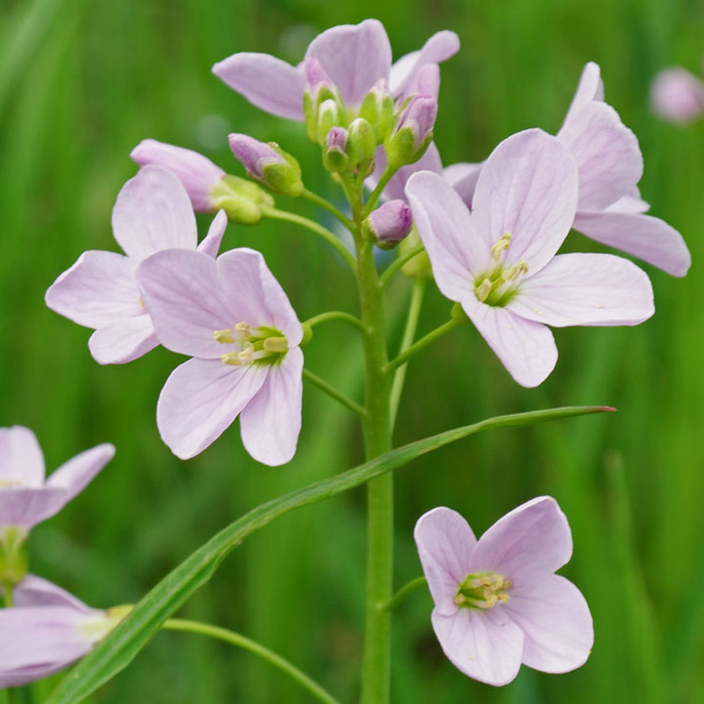 Potted Pond Plant WPK023 Ladys Smock Cardamine Pratensis Picture 1