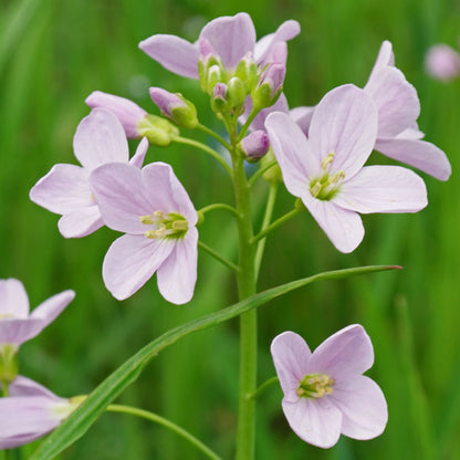 Potted Pond Plant WPK023 Ladys Smock Cardamine Pratensis Picture 1