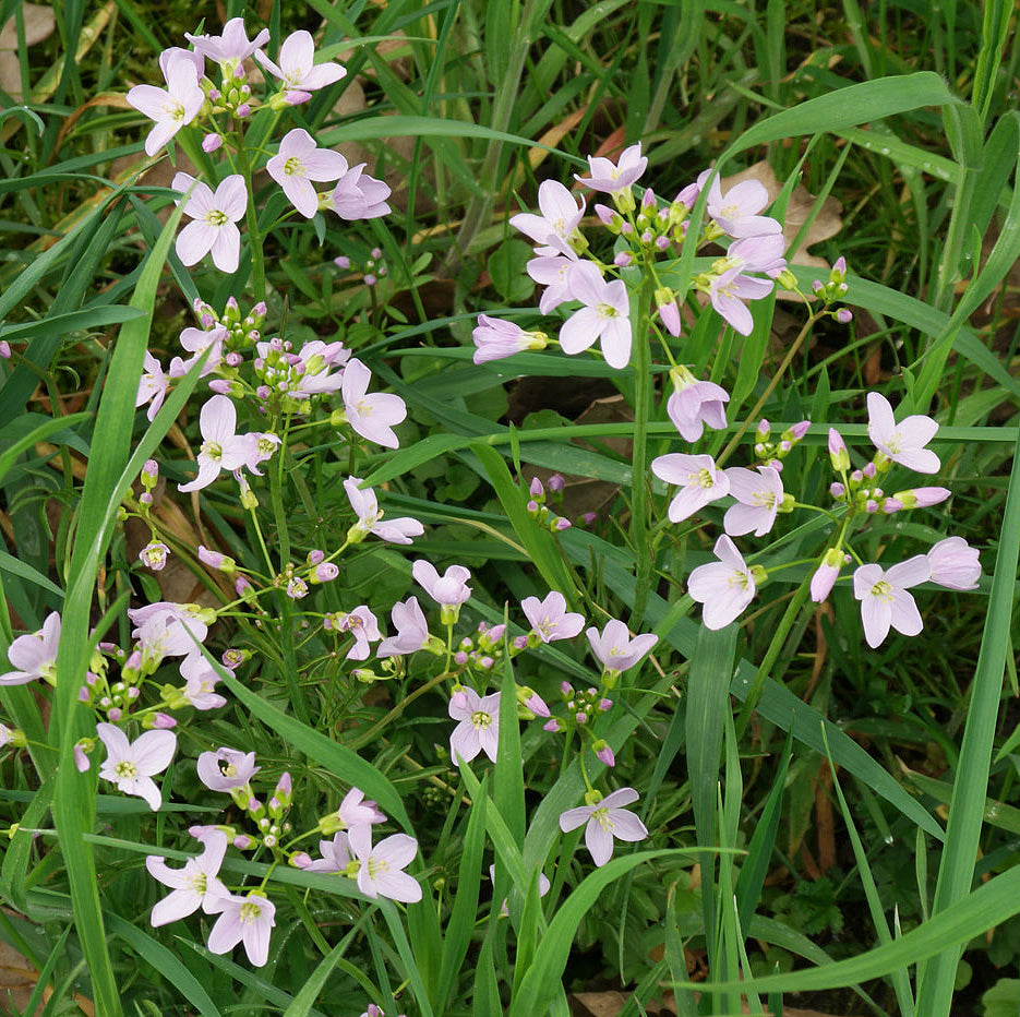 Potted Pond Plant WPK023 Ladys Smock Cardamine Pratensis Picture 2