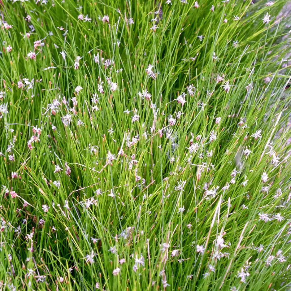 Potted Pond Plant WPK058 Hairgrass Eleocharis Acicularis Picture 1