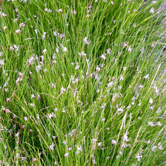 Potted Pond Plant WPK058 Hairgrass Eleocharis Acicularis Picture 1