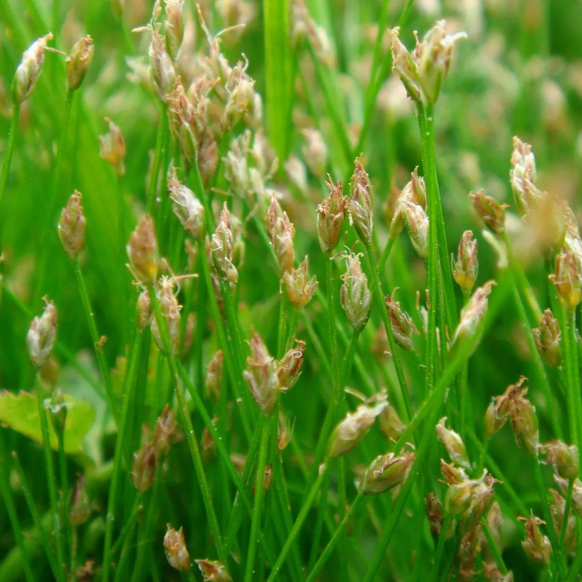 Potted Pond Plant WPK058 Hairgrass Eleocharis Acicularis Picture 2