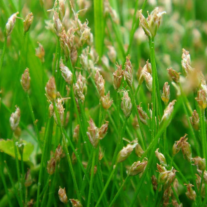 Potted Pond Plant WPK058 Hairgrass Eleocharis Acicularis Picture 2