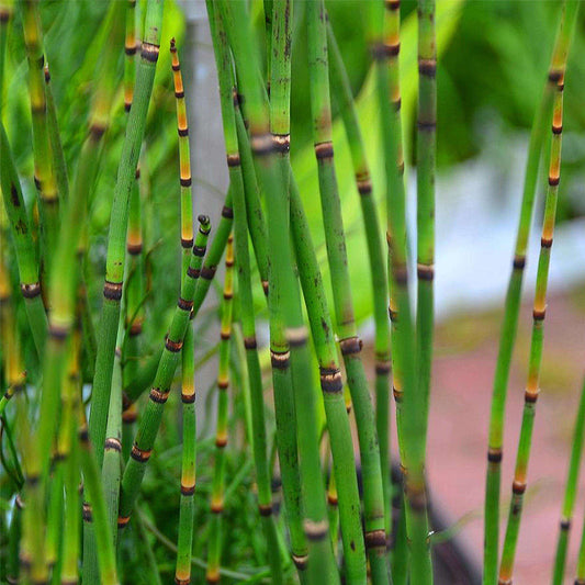 Barred Horsetail - Equisetum - Image 1