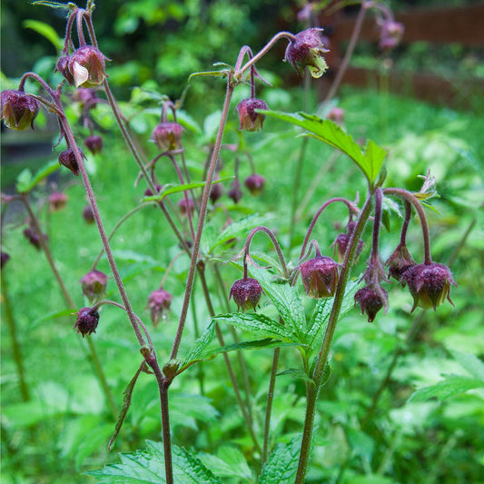 Water Avens - Geum Rivale - Image 1