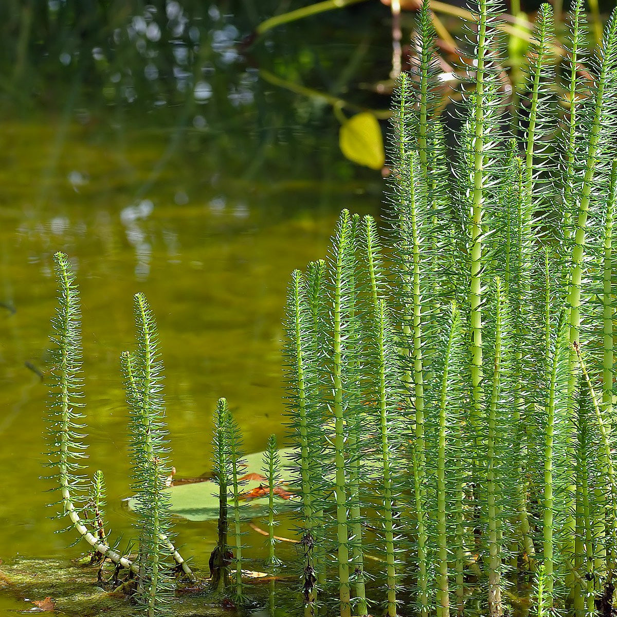 Mare's Tail - Hippuris Vulgaris - Image 1