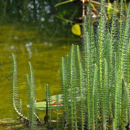 Mare's Tail - Hippuris Vulgaris - Image 1