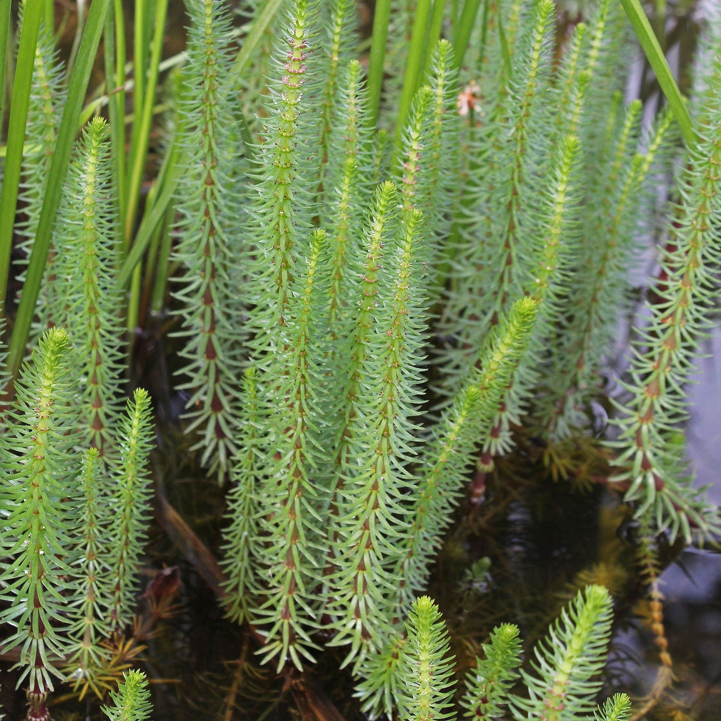 Mare's Tail - Hippuris Vulgaris - Image 2