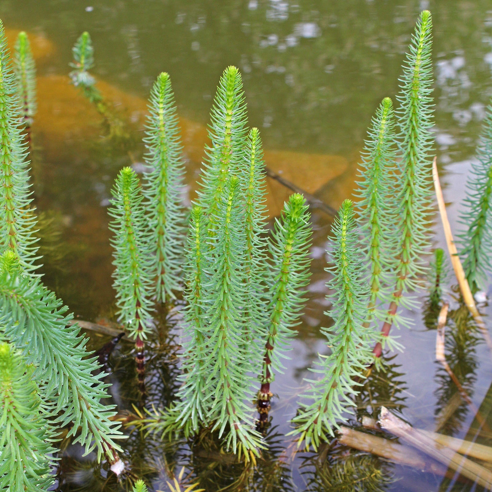 Mare's Tail - Hippuris Vulgaris - Image 3