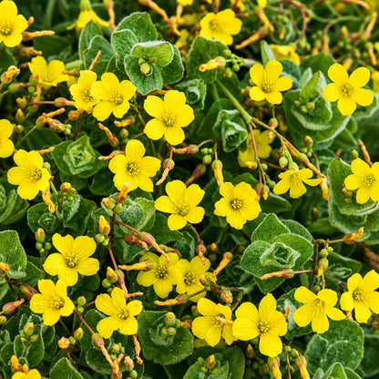 St Johns Wort - Hypeticum Elodes