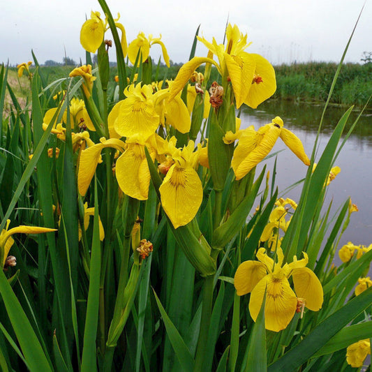 Yellow Flag Iris - Iris Pseudacorus - Image 1