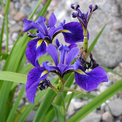 Blue Flag Iris - Iris Versicolor - Image 1
