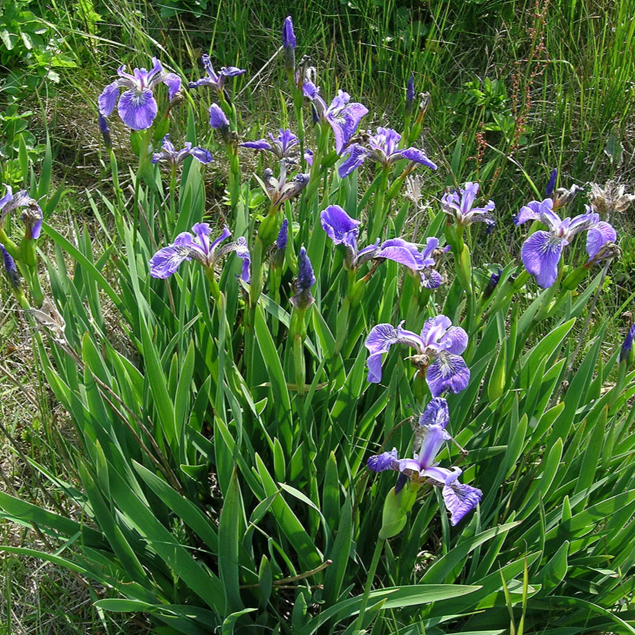 Blue Flag Iris - Iris Versicolor - Image 3