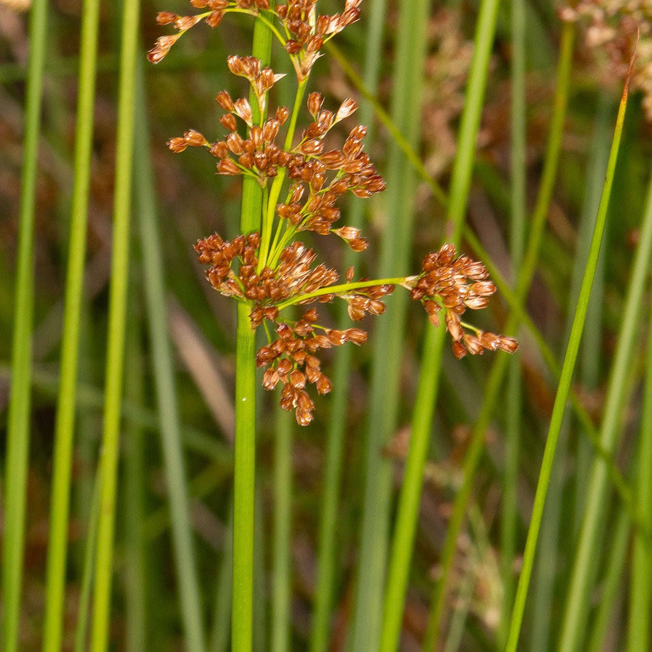 Soft Rush - Juncus Effusus - Image 1