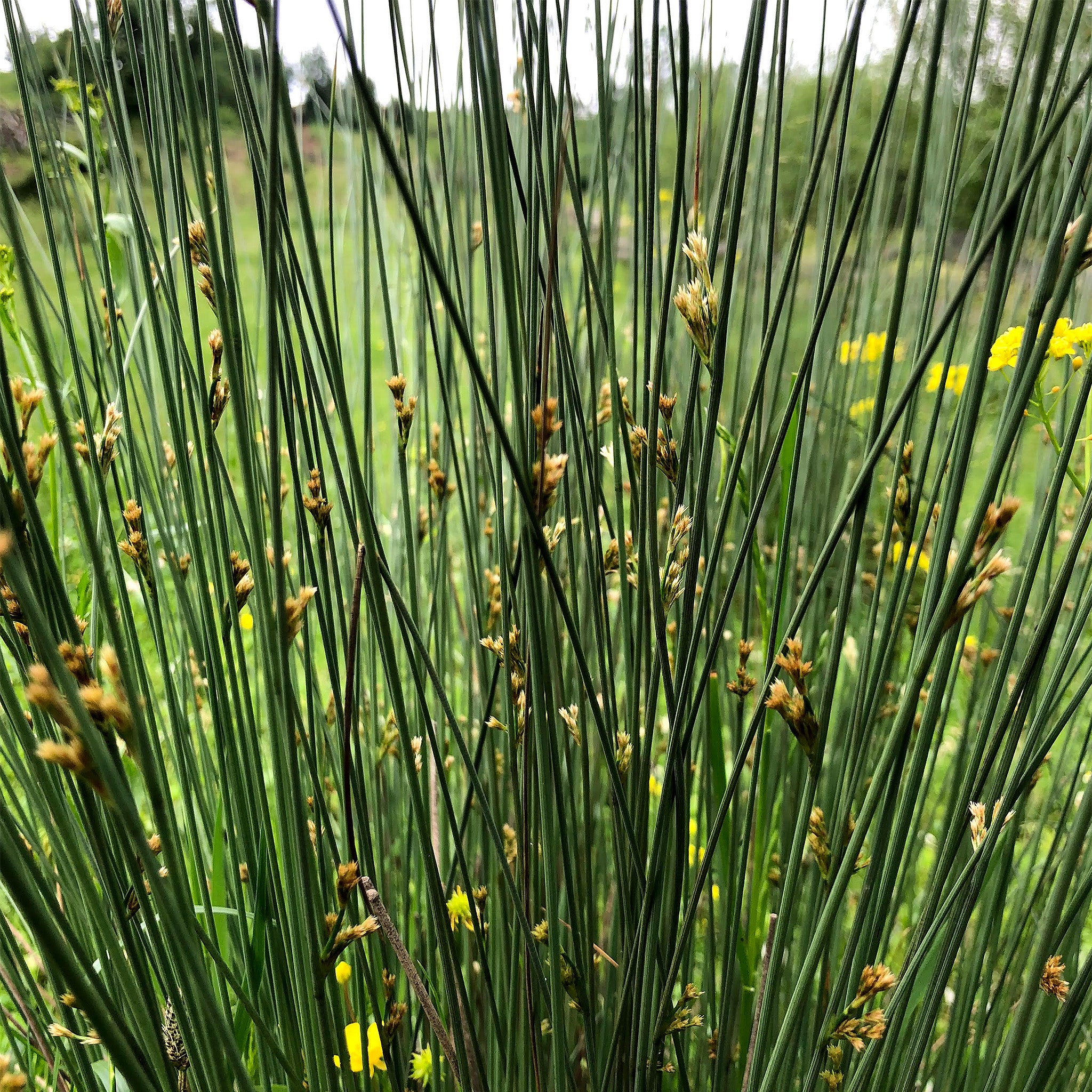 Soft Rush - Juncus Effusus