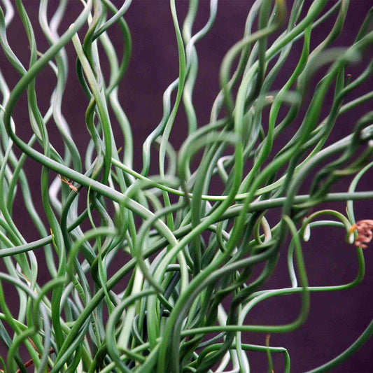 Corkscrew Rush - Juncus Effusus Spiralis