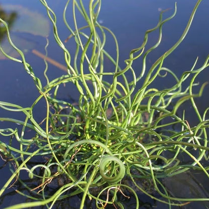 Potted Pond Plant WPK160 Corkscrew Rush Juncus Effusus Spiralis Picture 2