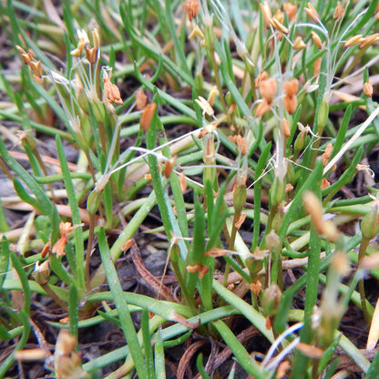Shoreweed - Littorella Uniflora