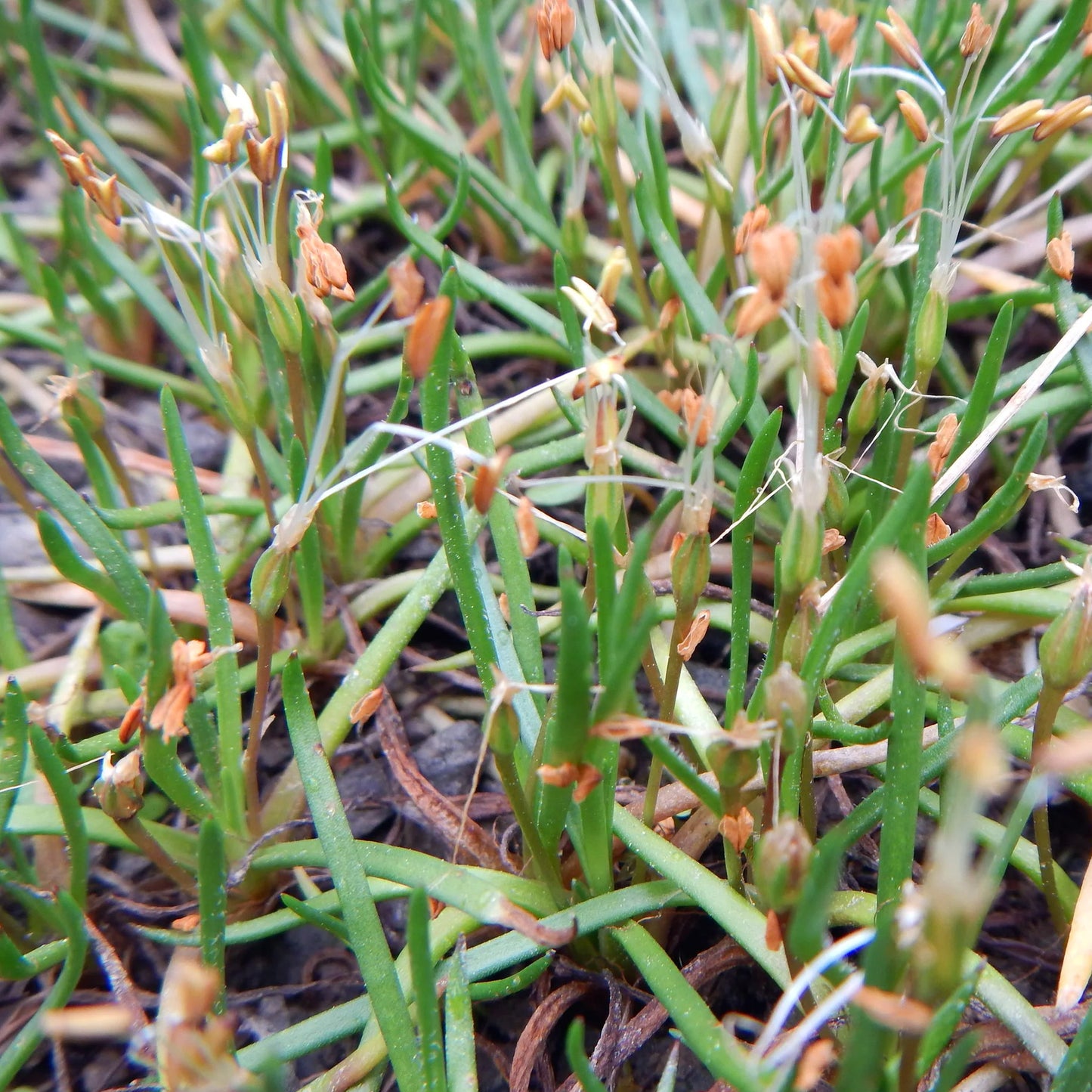 Potted Pond Plant WPK198 Shoreweed Littorella Uniflora Pic1b

