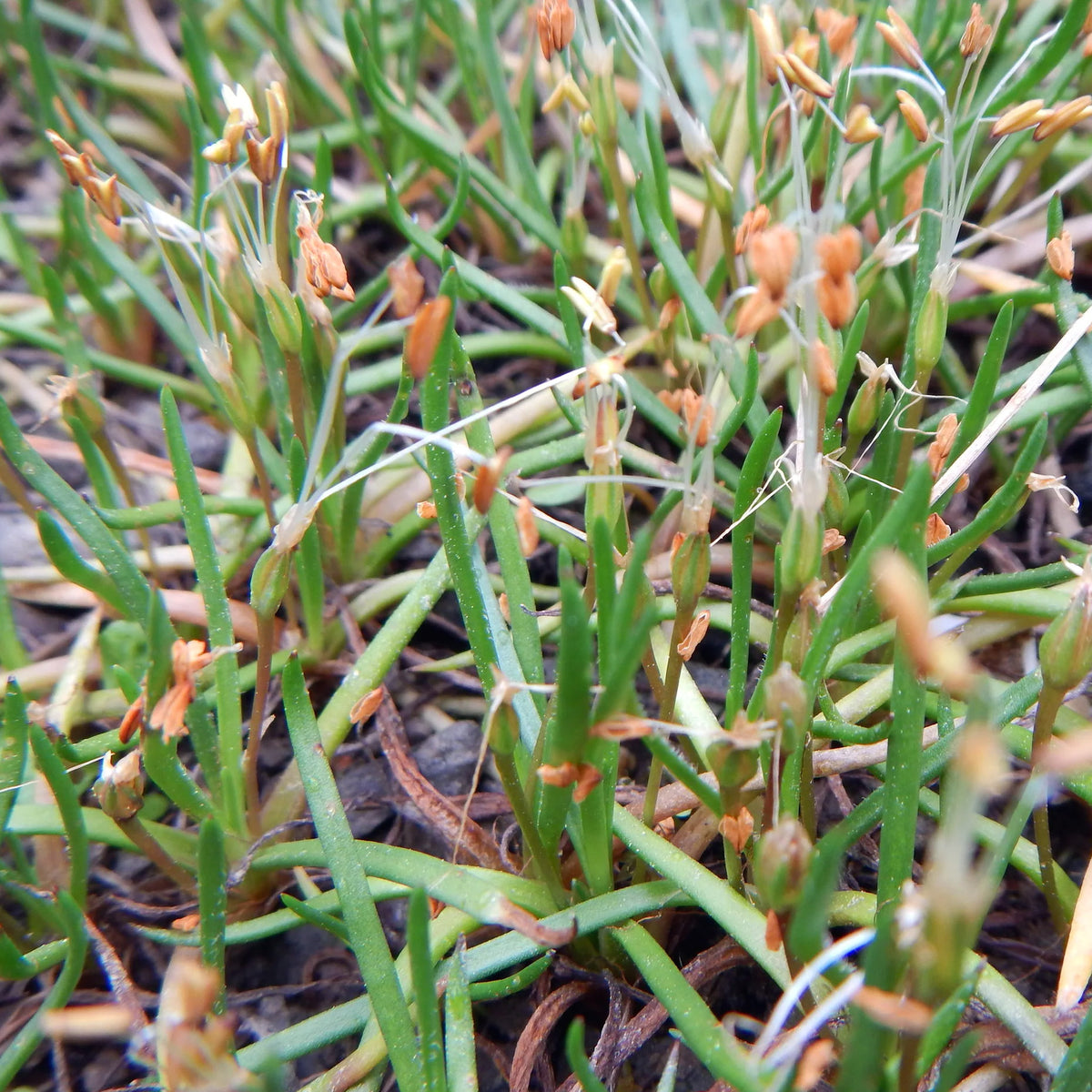 Potted Pond Plant WPK198 Shoreweed Littorella Uniflora Pic1b

