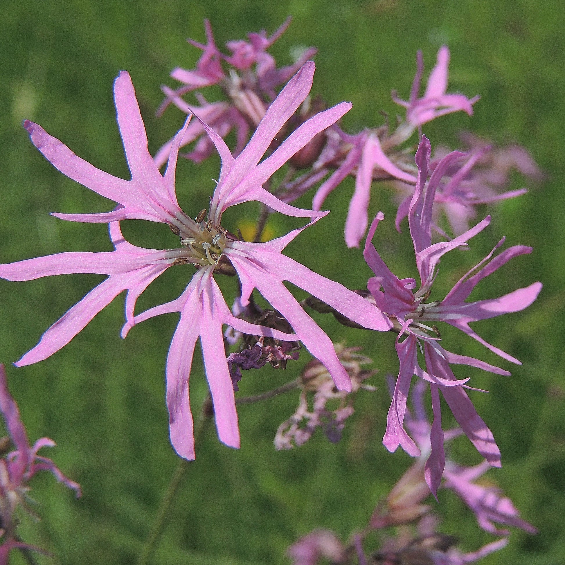Potted Pond Plant WPK202 Ragged Robin Lychnis Flos Cuculi Picture 1