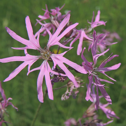 Potted Pond Plant WPK202 Ragged Robin Lychnis Flos Cuculi Picture 1