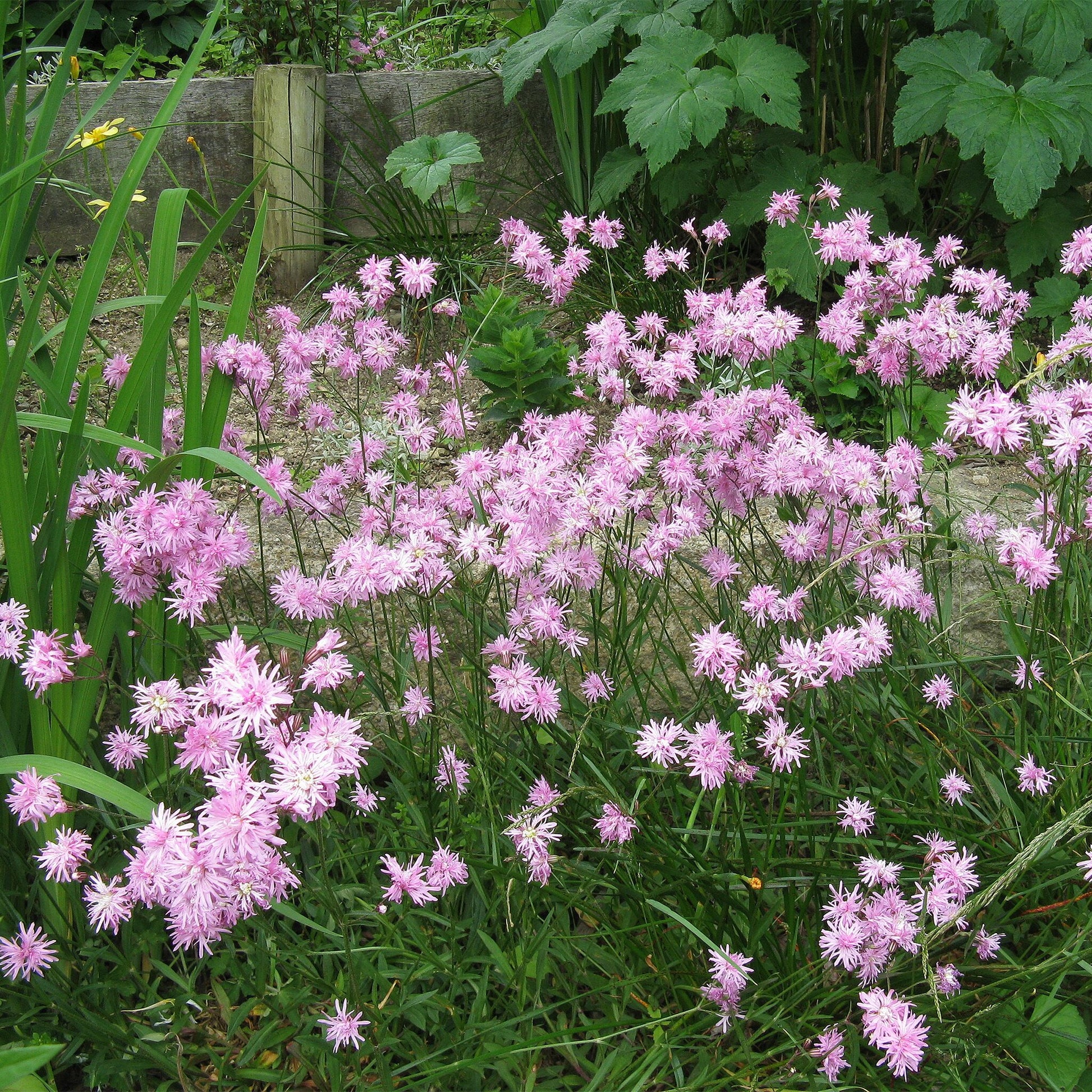 Potted  Pond  Plant  WPK202  Ragged  Robin  Lychnis  Flos  Cuculi  - Picture 2
