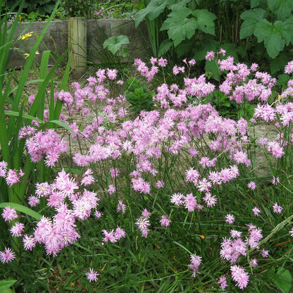 Potted  Pond  Plant  WPK202  Ragged  Robin  Lychnis  Flos  Cuculi  - Picture 2