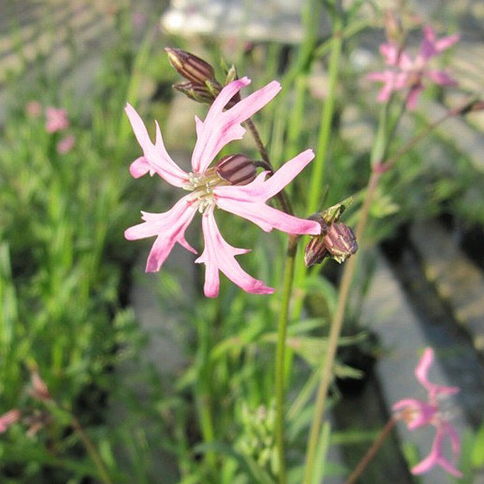 Potted Pond Plant WPK202 Ragged Robin Lychnis Flos Cuculi Picture 3