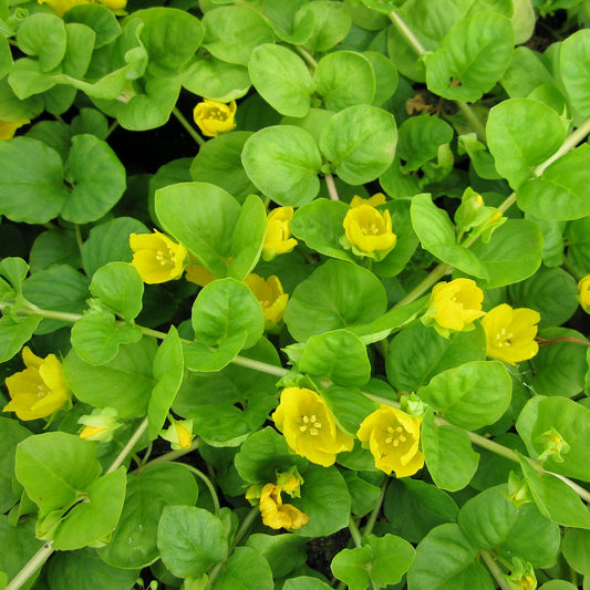 Potted Pond Plant WPK204 Creeping Jenny Lysimachia Nummularia Picture 1