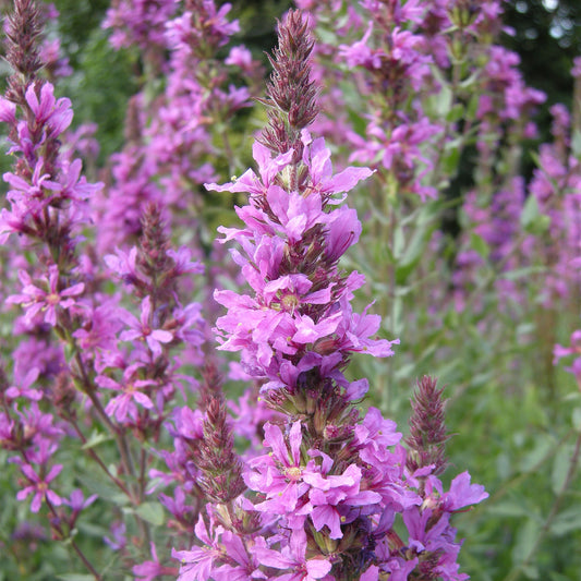Potted Pond Plant WPK205 Purple Loosestrife Lythrum Salicaria Picture 1