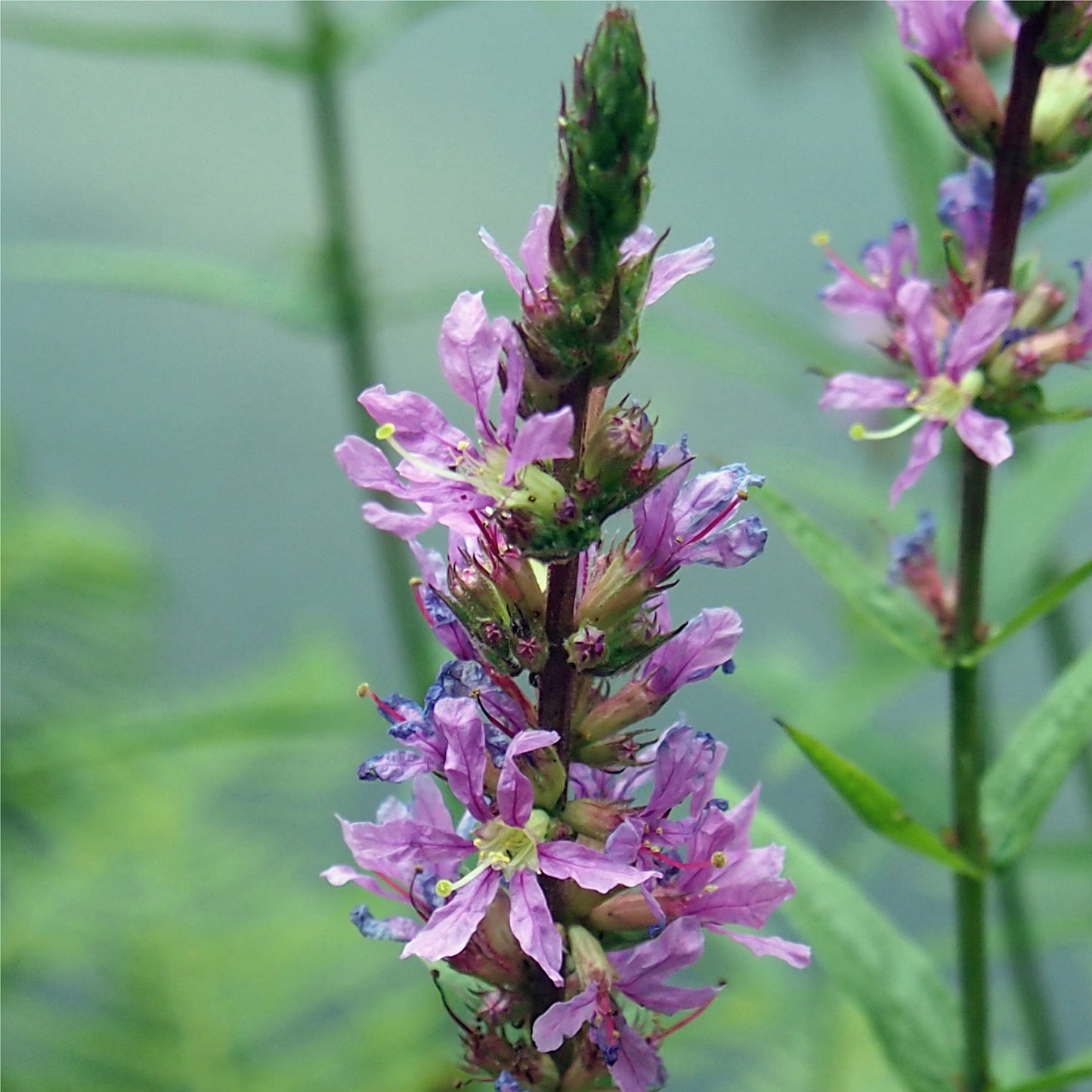 Potted Pond Plant WPK205 Purple Loosestrife Lythrum Salicaria Picture 2