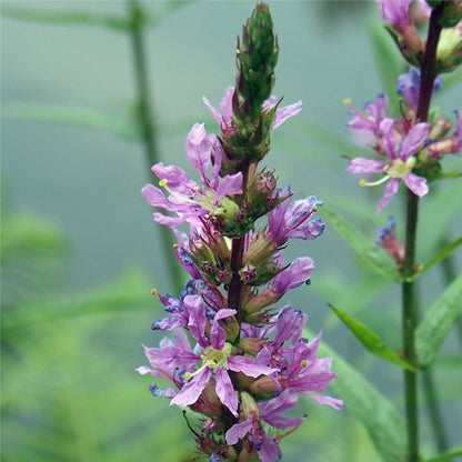 Potted Pond Plant WPK205 Purple Loosestrife Lythrum Salicaria Picture 2