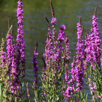 Potted Pond Plant WPK205 Purple Loosestrife Lythrum Salicaria Picture 3