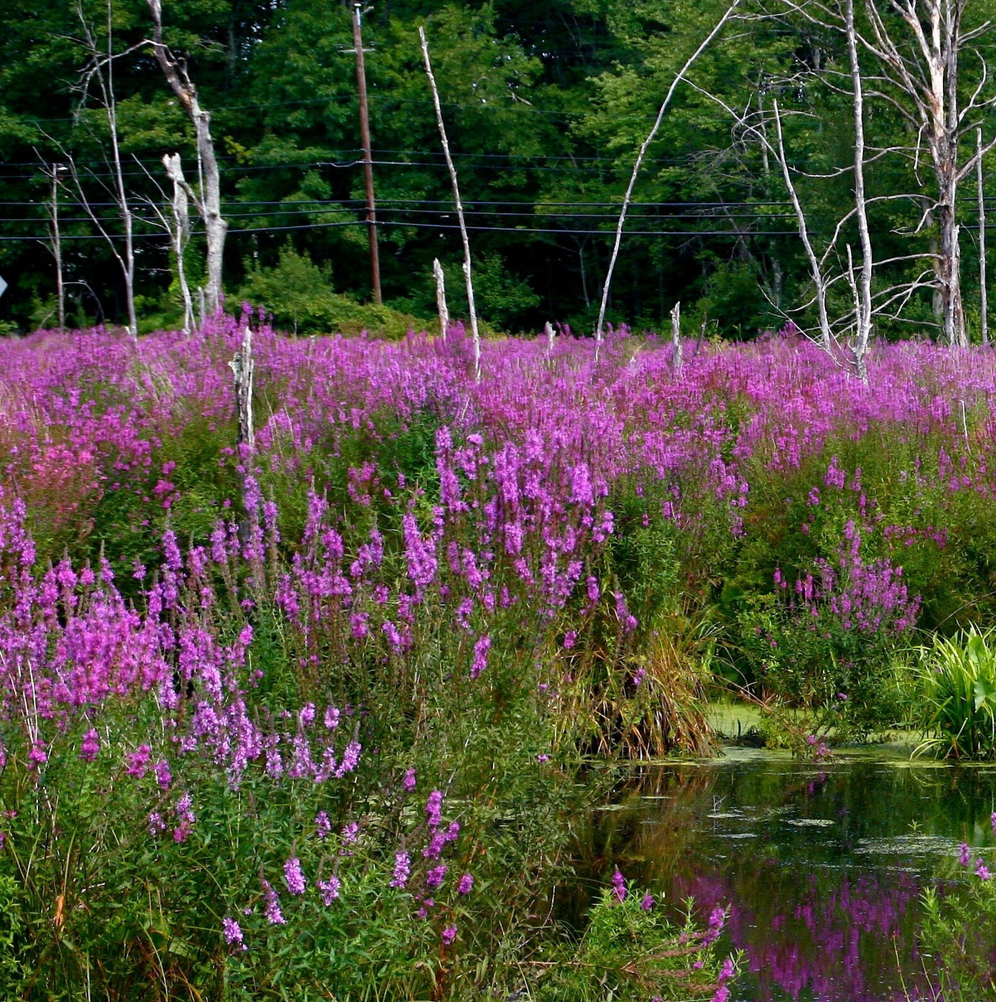 Potted  Pond  Plant  WPK205  Purple  Loosestrife  Lythrum  Salicaria  - Picture 4