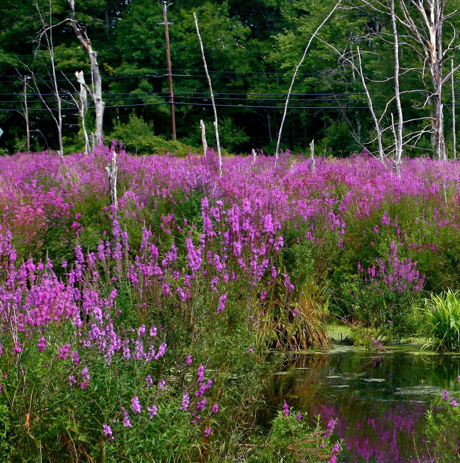 Potted  Pond  Plant  WPK205  Purple  Loosestrife  Lythrum  Salicaria  - Picture 4
