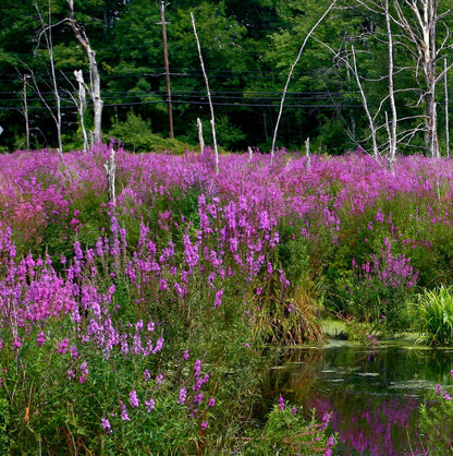 Potted  Pond  Plant  WPK205  Purple  Loosestrife  Lythrum  Salicaria  - Picture 4