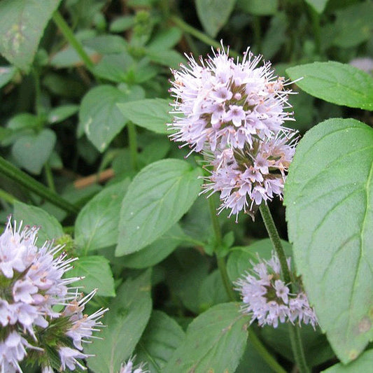 Water Mint - Mentha Aquatica - Image 1