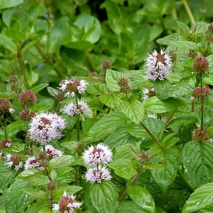Water Mint - Mentha Aquatica - Image 3