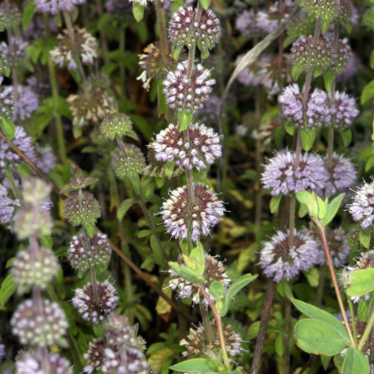 Water Mint - Mentha Aquatica - Image 4