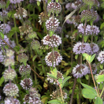 Water Mint - Mentha Aquatica - Image 4