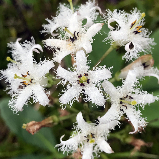 Potted Pond Plant WPK234 Bog Bean Menyanthes Trifoliata Picture 1