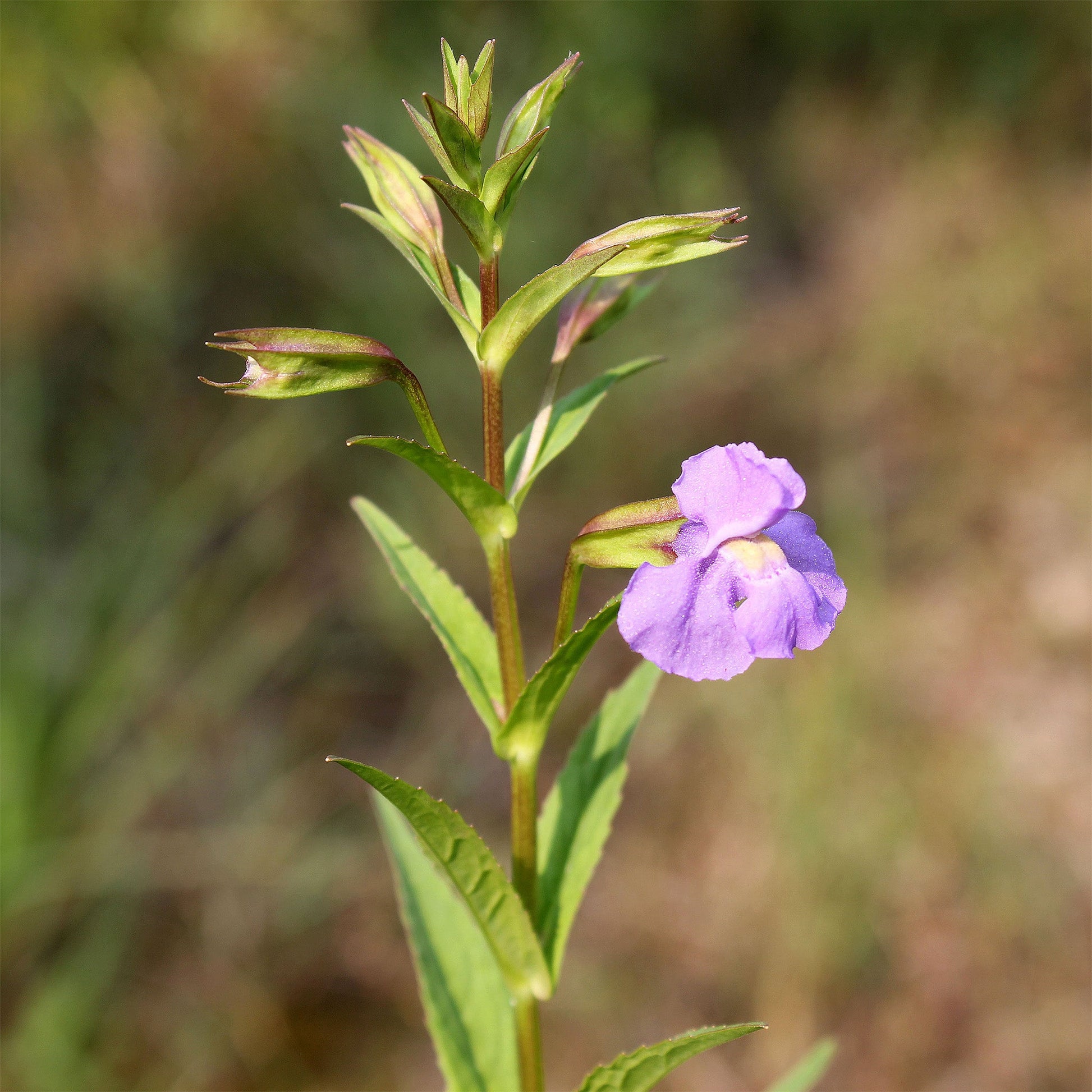 Lavender Musk - Mimulus Ringens - Image 1