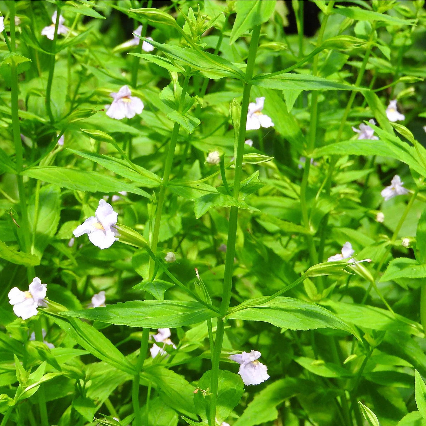 Lavender Musk - Mimulus Ringens - Image 2